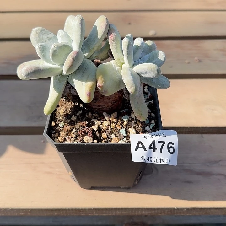 拇指仙女杯多肉植物