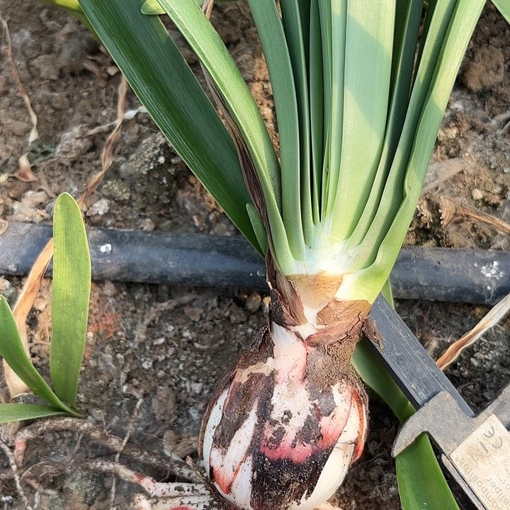 无花朵皮皮根盘有伤包对版不包养护