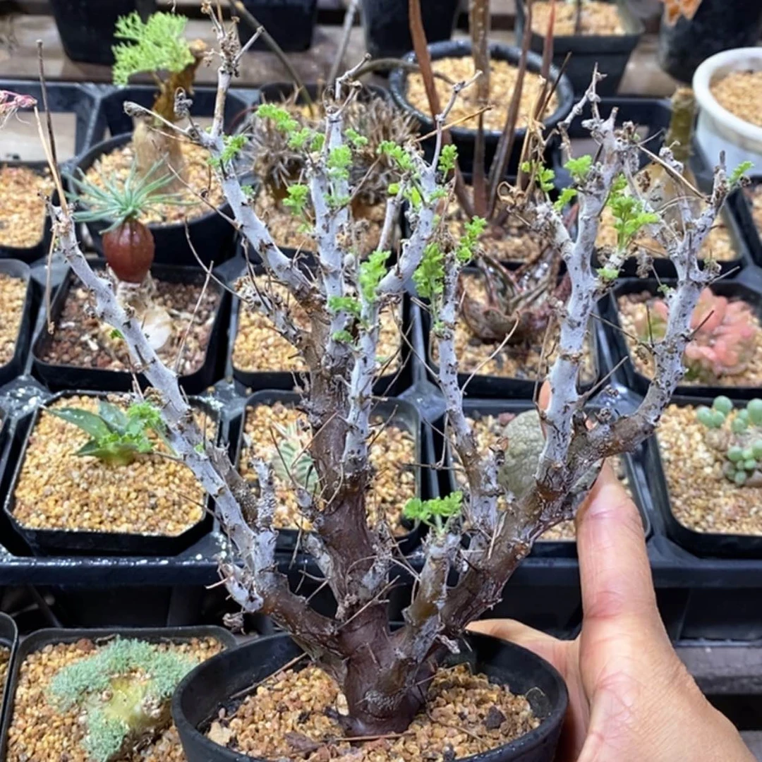 【闪购商品】沙漠洋葵