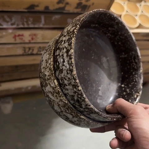 ···无孔水仙2个无孔水仙·······