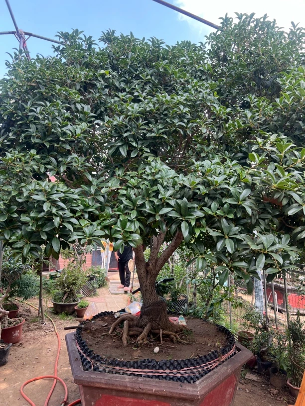 桂花盆栽四季开花浓香型可放室内阳台室外的绿植老桩树苗