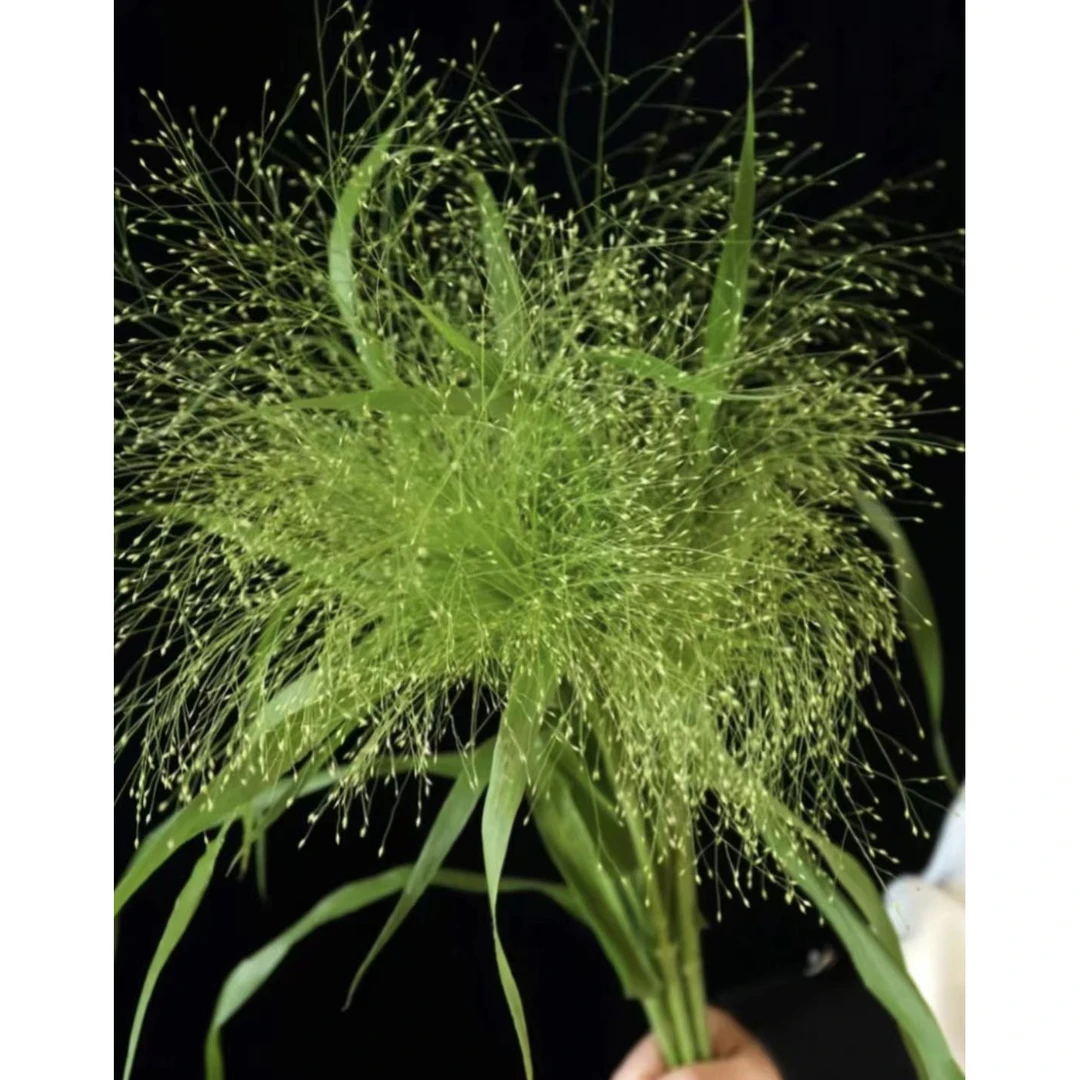 YZ【喷泉草1扎】全场任意满两单鲜花升级快递