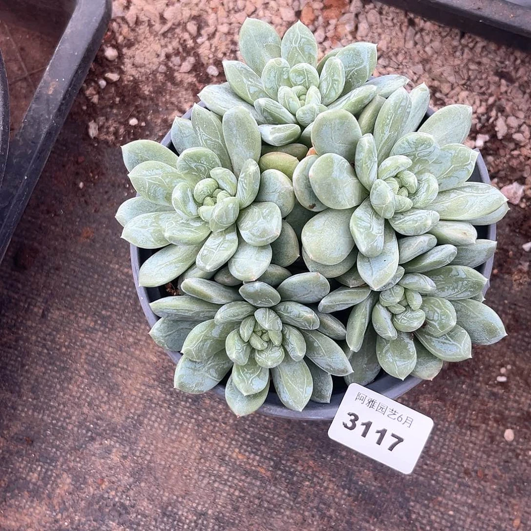 阿雅园艺。    3117百达翡翠