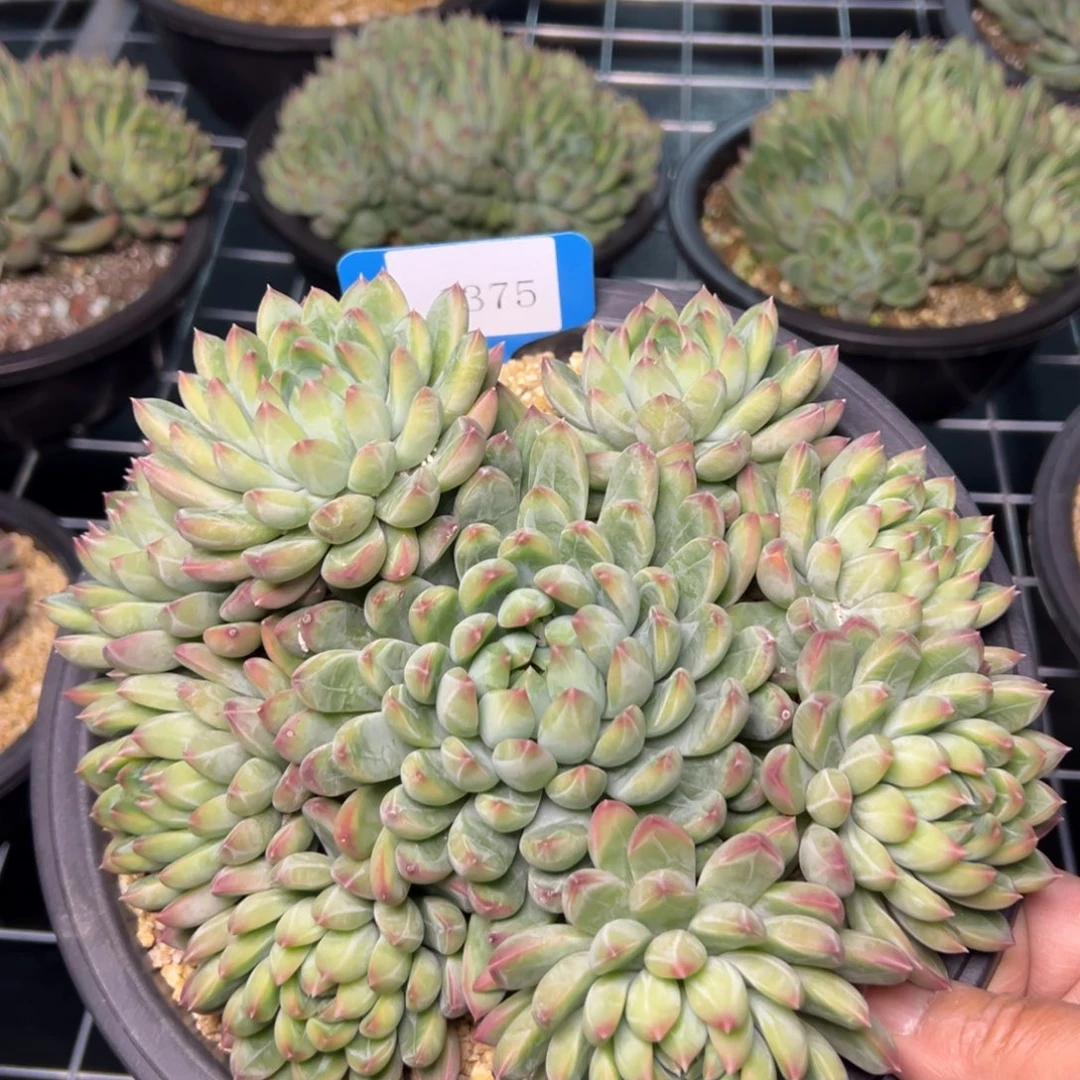 努***鹏1375肉多肉多肉