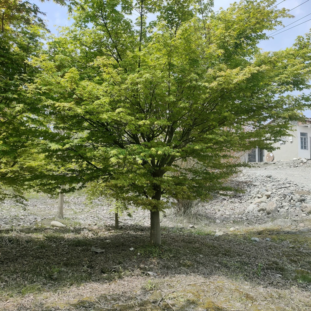 正宗日本红枫树红舞姬耐寒庭院室外地栽盆栽原生三季红枫