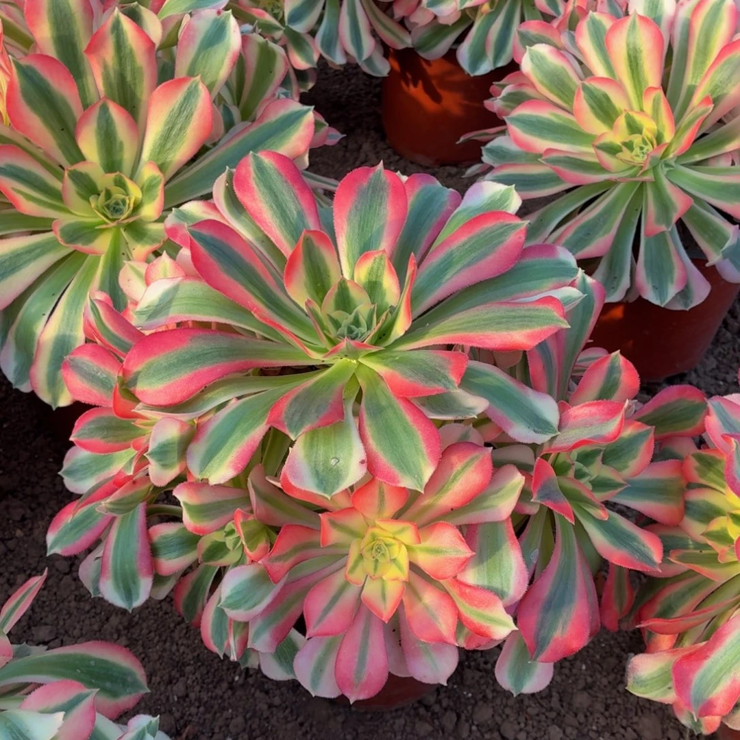 粉女巫25公分一棵脱土