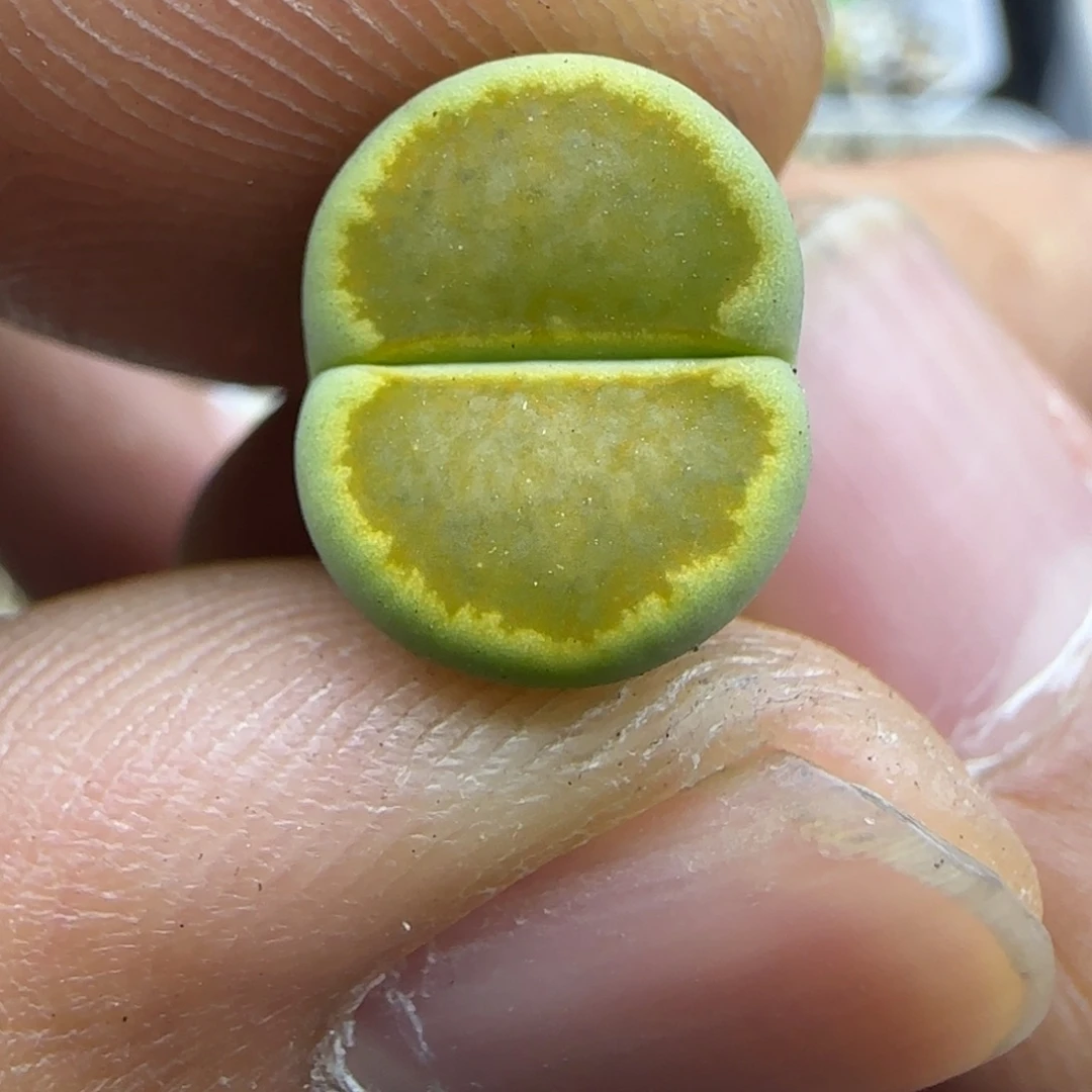 297 生石花大棚直播