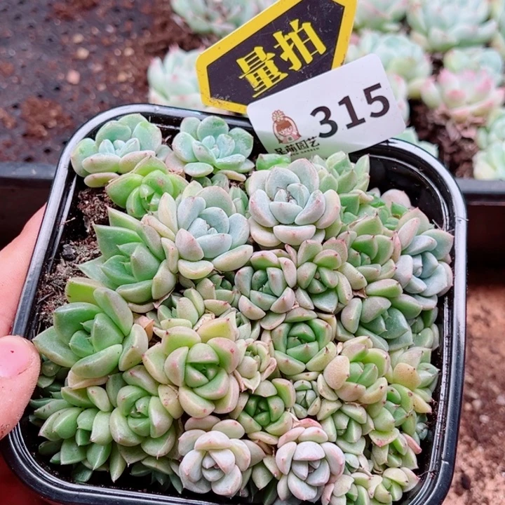 多肉植物多肉植物