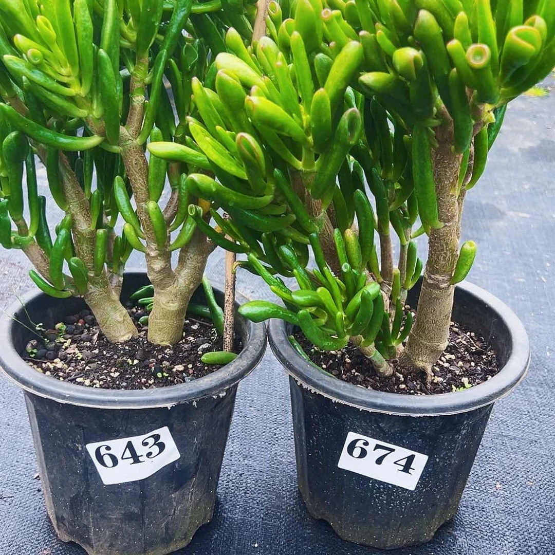 643号和674号不带盆