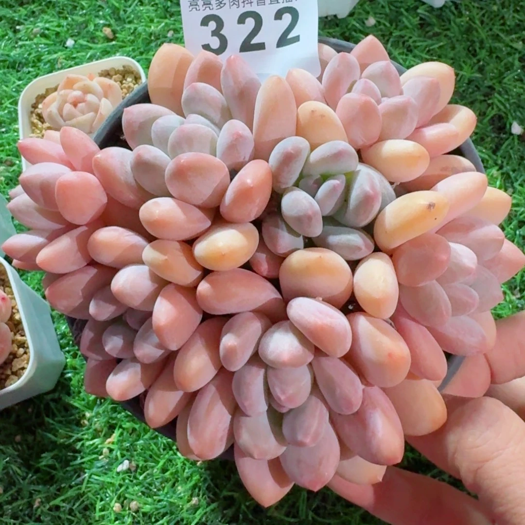 香水群生整装无砍