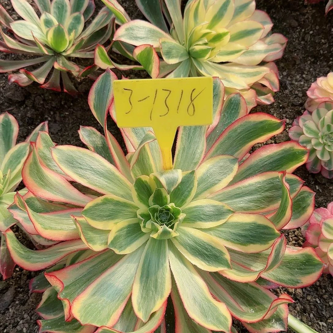 3-1318--+多头魅影多头多肉