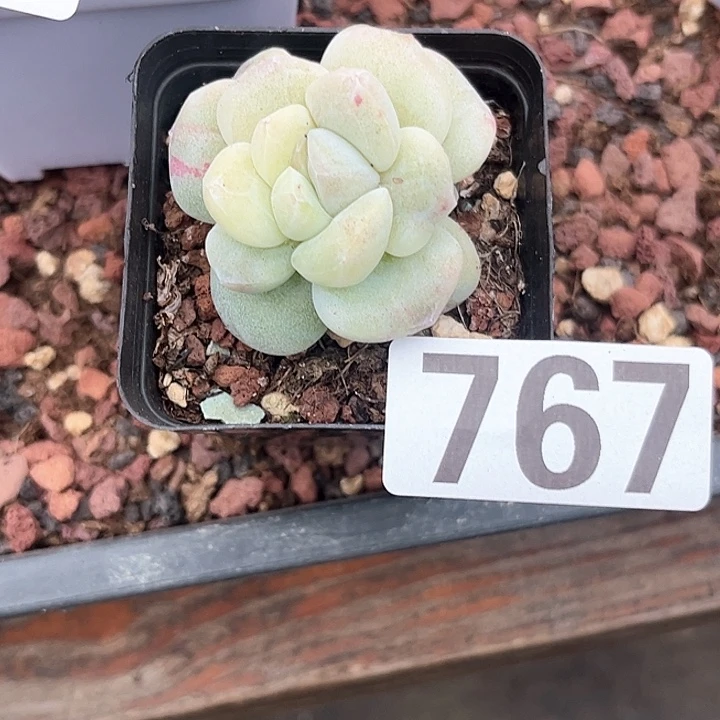 ?**3多肉植物一物一拍