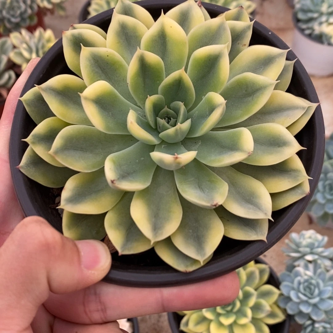 月亮仙子多肉植物9515