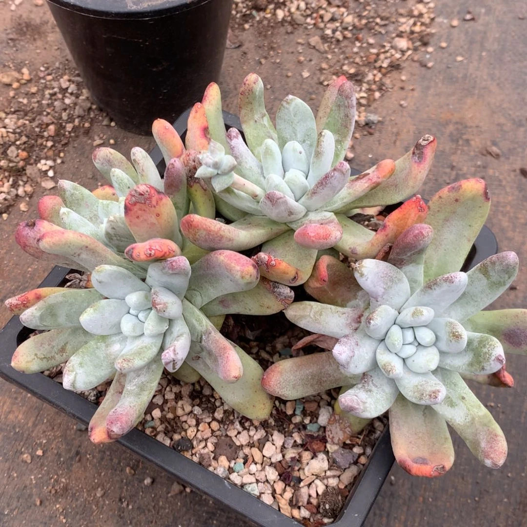 四头高桩拇指，2月8日发货多肉