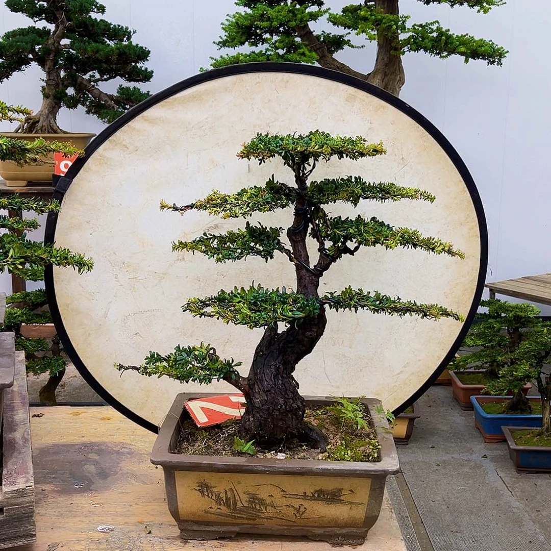 无花朵河南大哥一物一拍