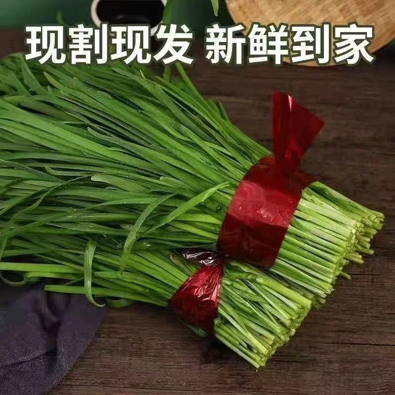 A云南高山露天种植农家自种新鲜韭菜现割现发应季时令蔬菜家常菜