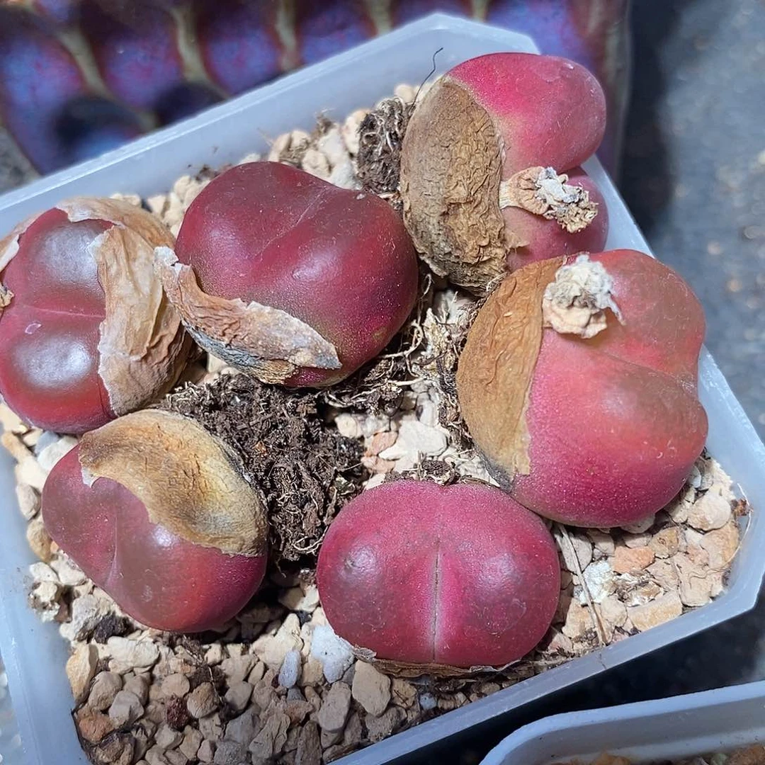 光面红宝石一颗。