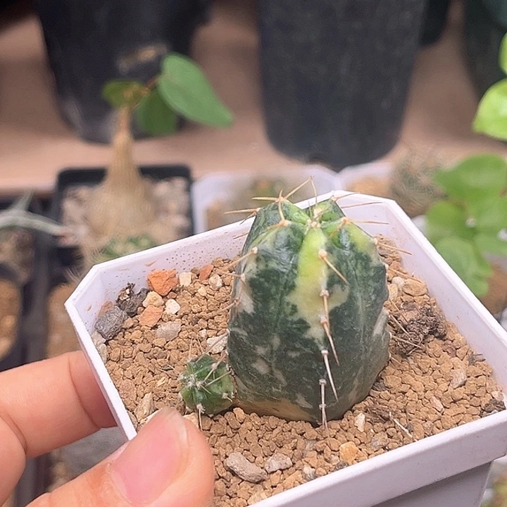 宇宙殿锦自根母本