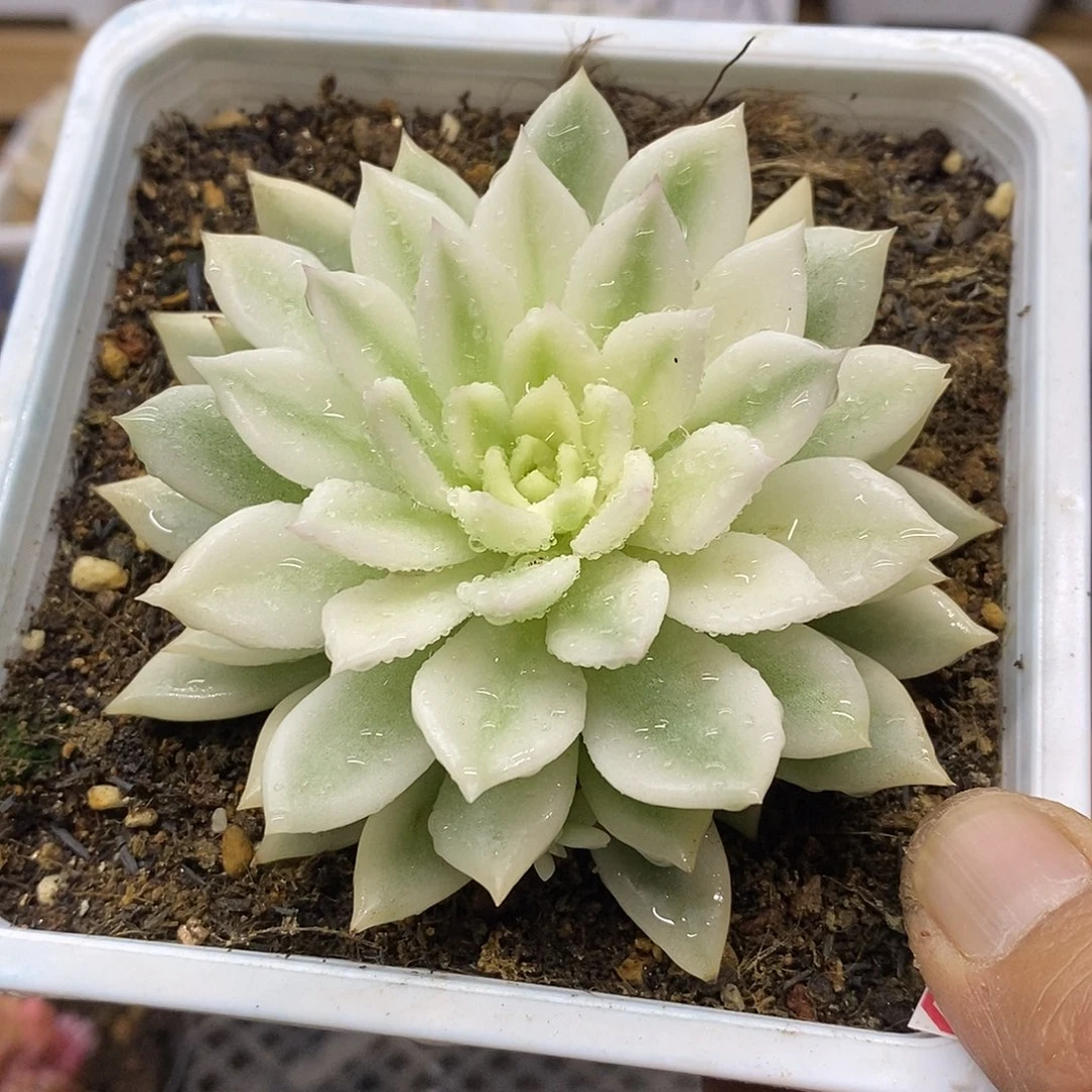 03100 大红酒宽覆轮锦 需延时发货