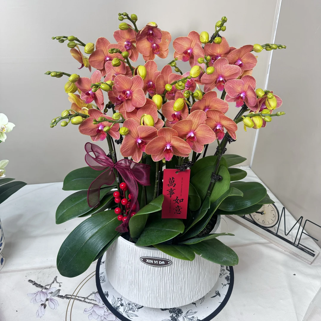 精品蝴蝶兰-{ 椪柑}-蝶遇花坊