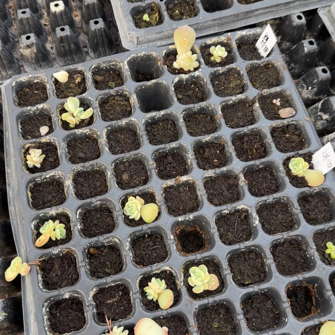 珍珠 穴1个满25包邮