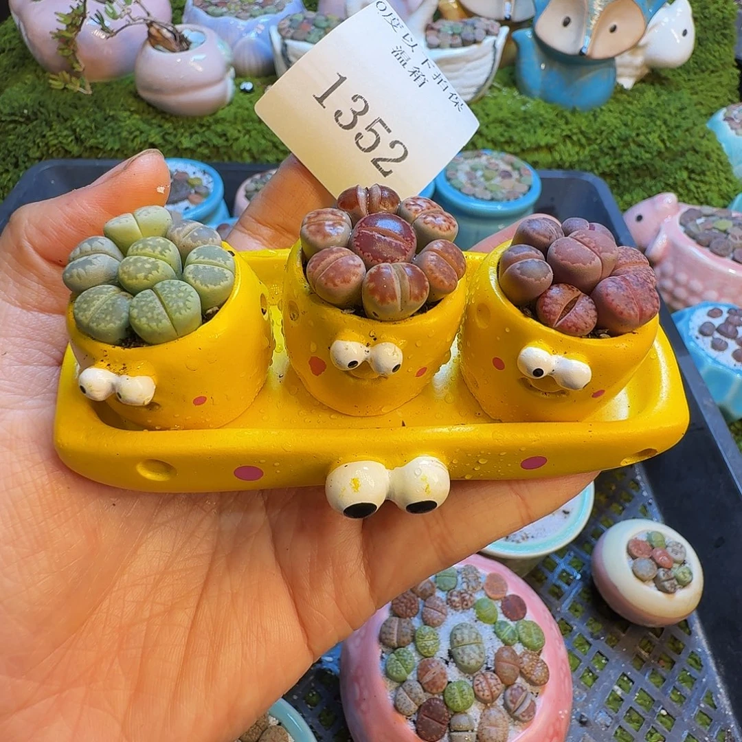 多肉植物福利冲1352