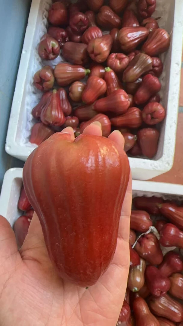 本地黑金刚莲雾新鲜采摘脆甜多汁