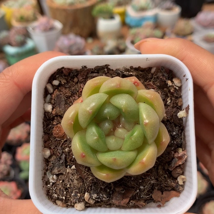 精控皮艾拉珍妮多肉