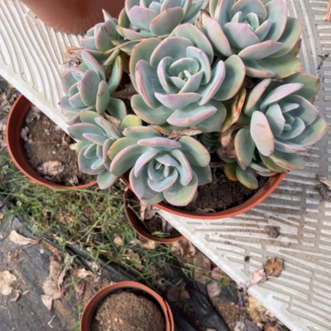 【闪购商品】林***9白凤