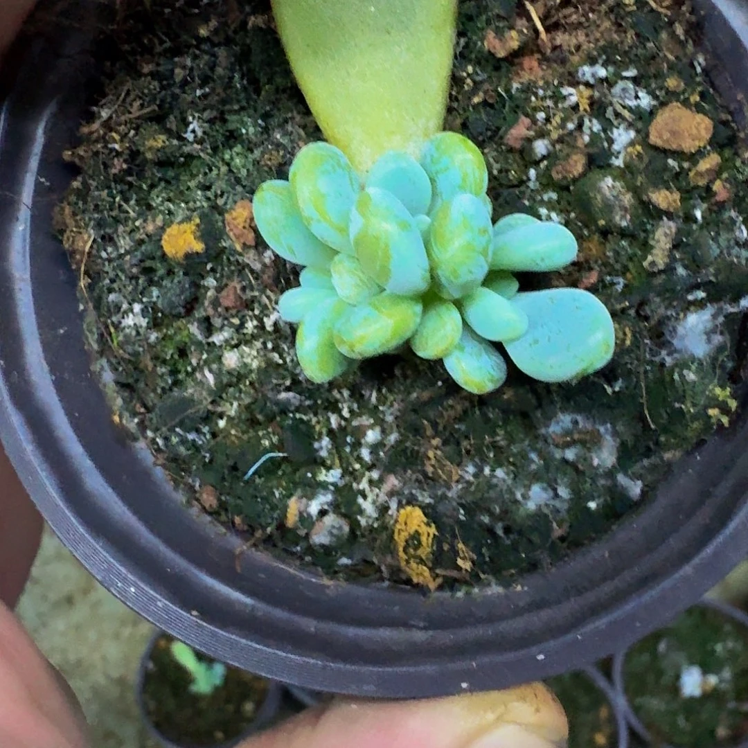 海妮亚 叶插  一物一拍