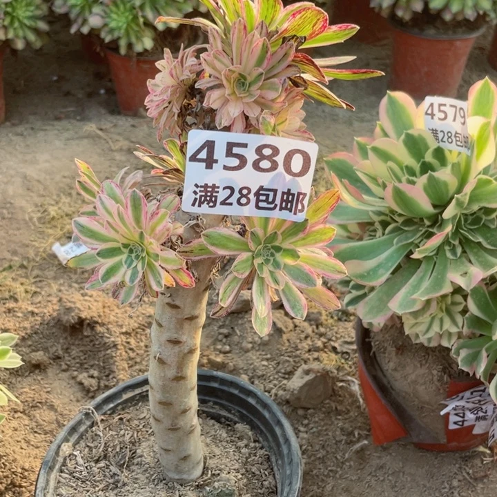 4580二号棚多肉植物B