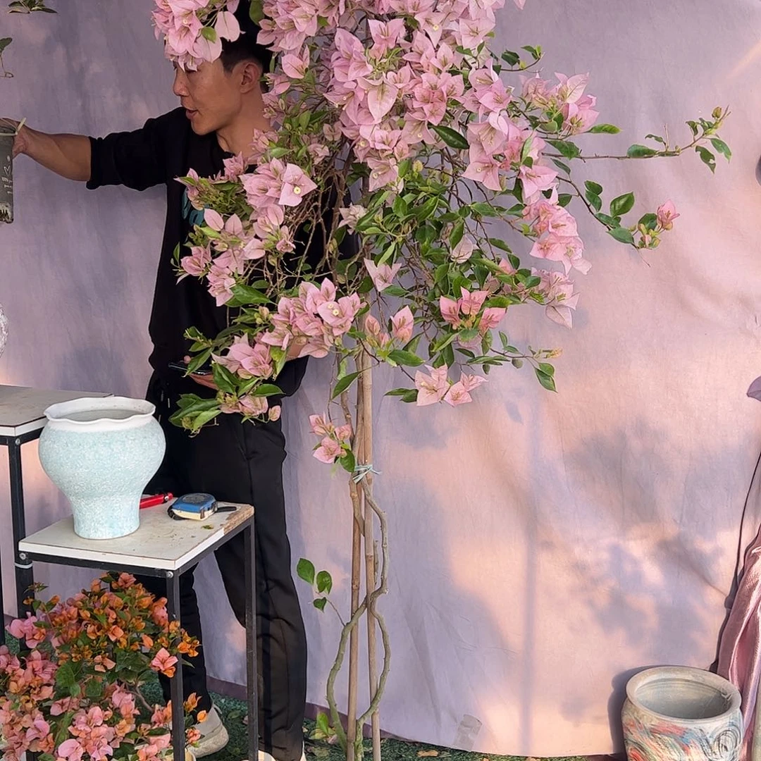 大量花朵（建议范围：8朵-15朵 或40%以上）粉天使