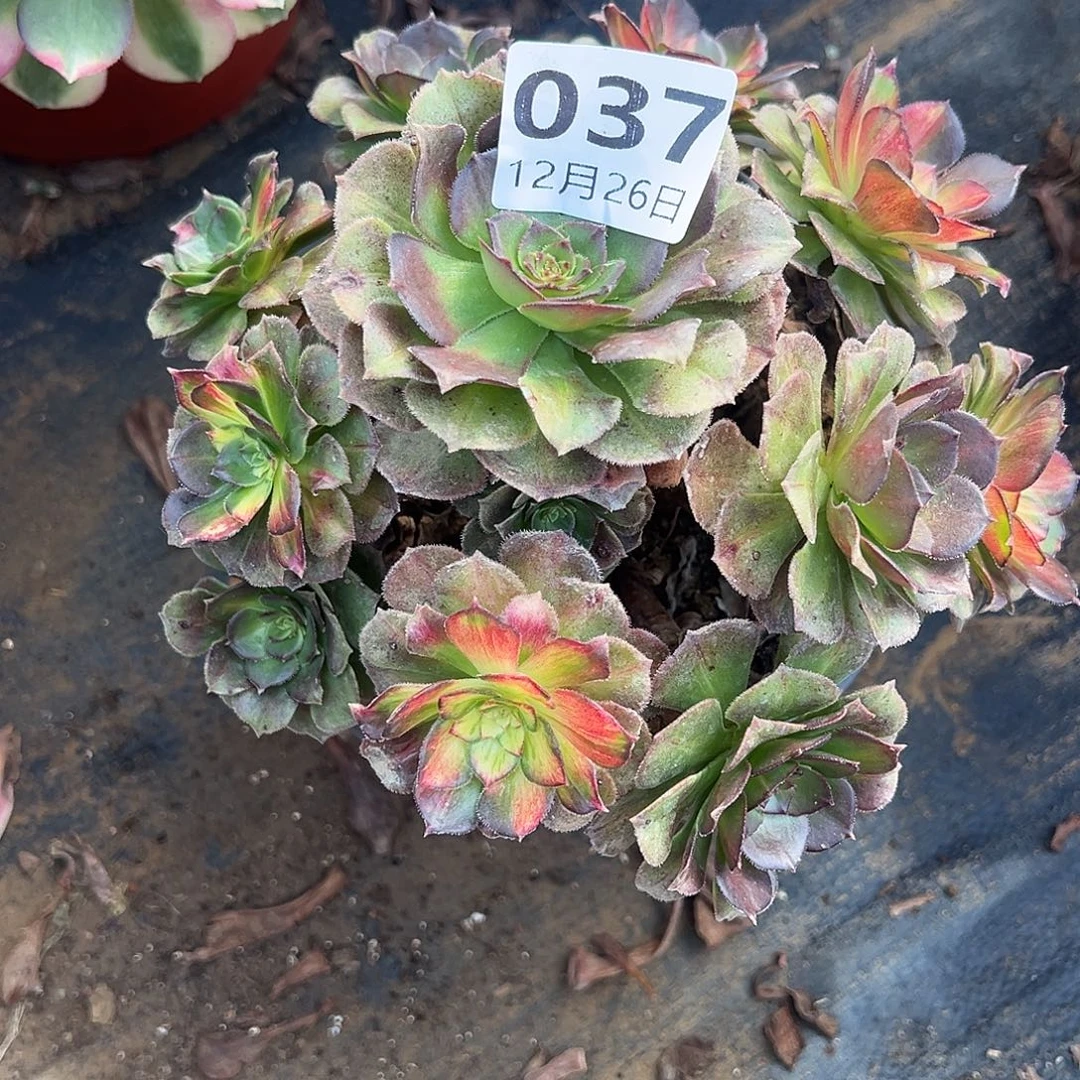 12.26-37海王七彩多肉植物