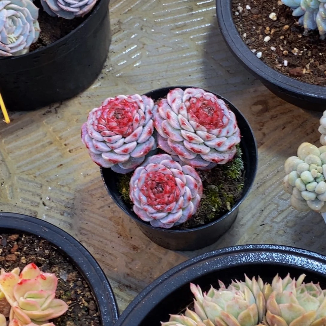 ?****?一物一拍多肉植物