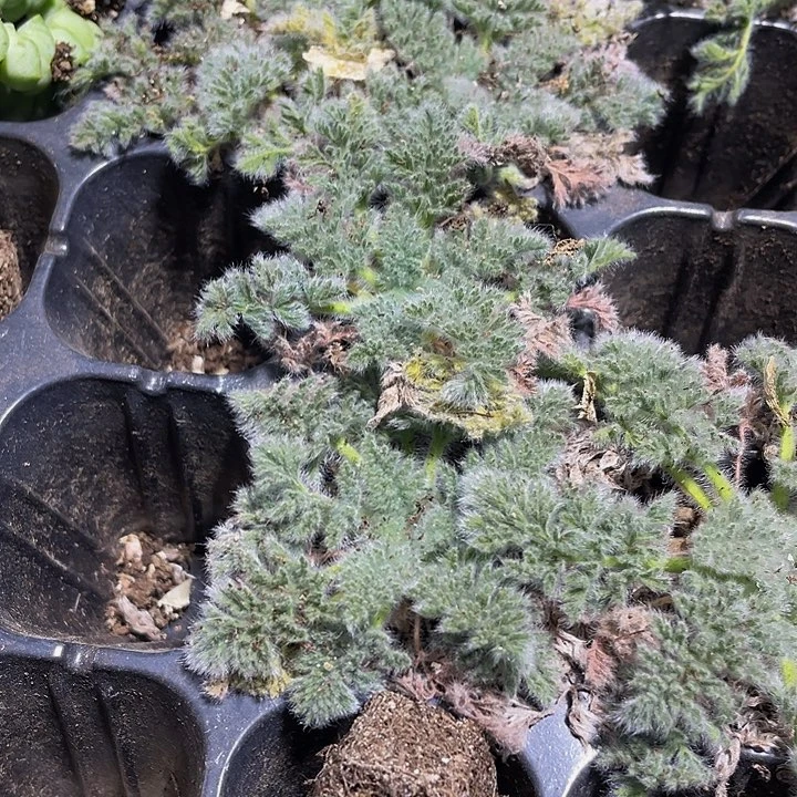 羽叶阳葵2.8带土发货