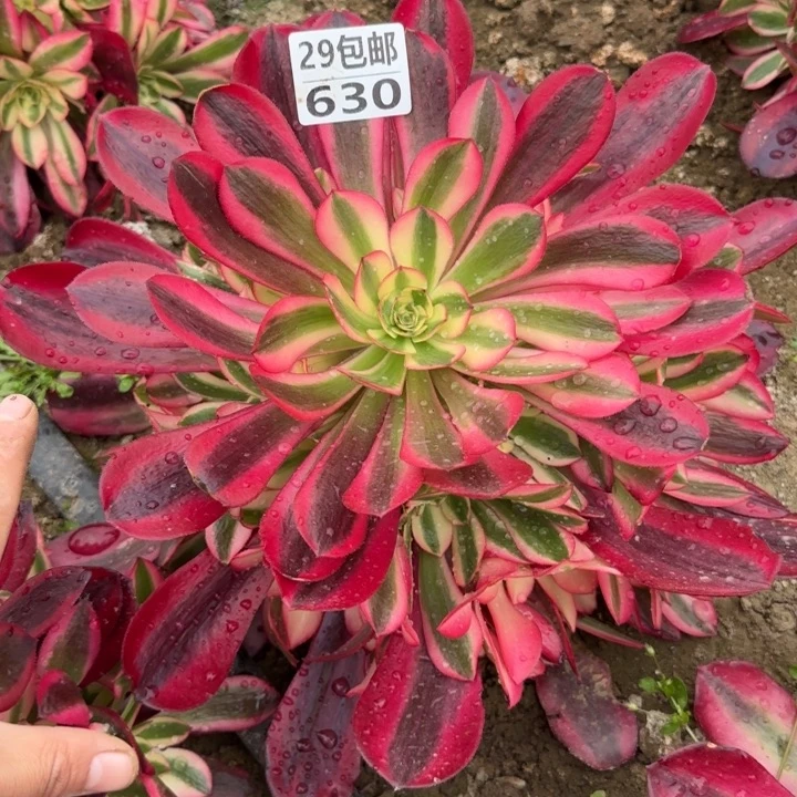 美杜……多肉植物……