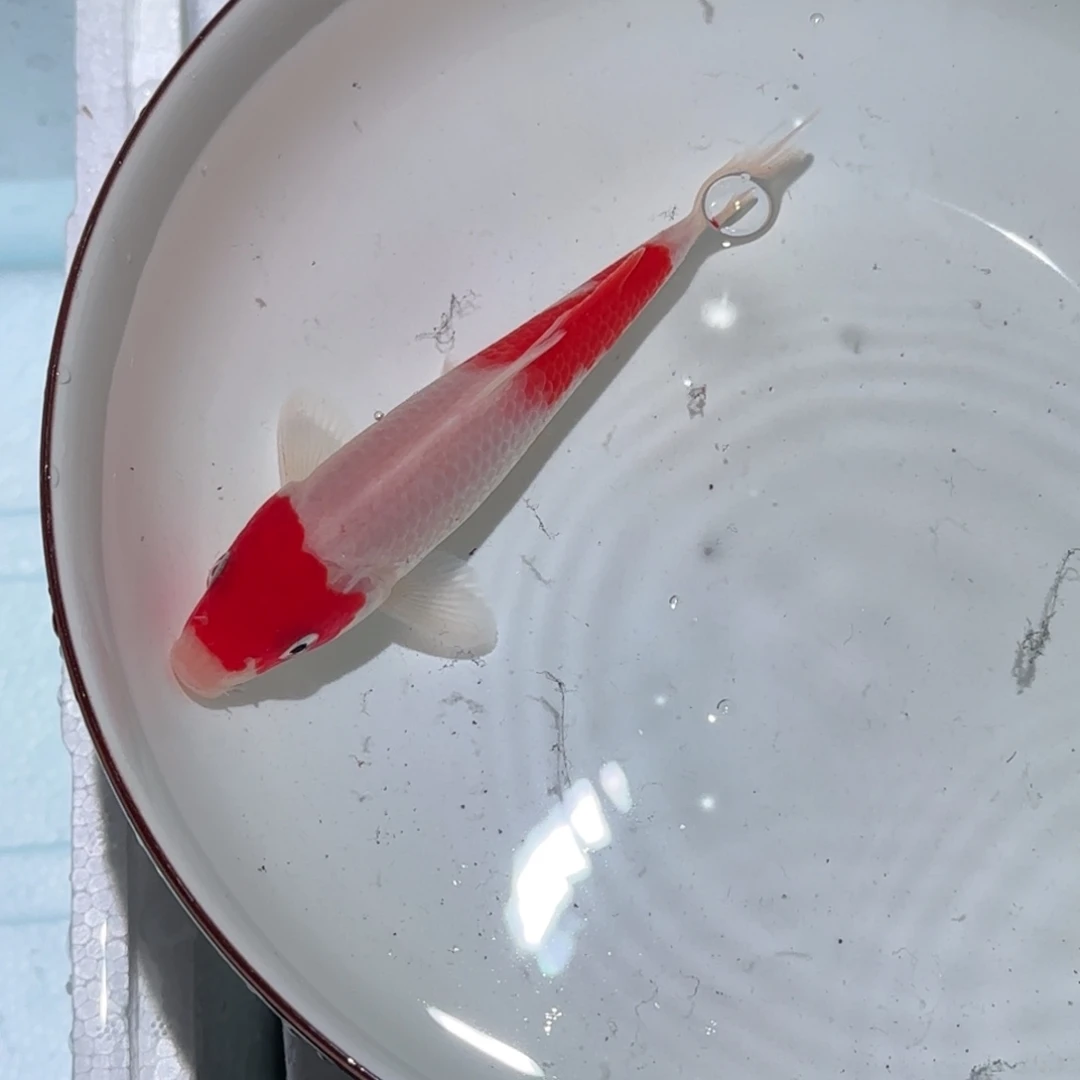 锦鲤锦鲤 观赏鱼 锦鲤