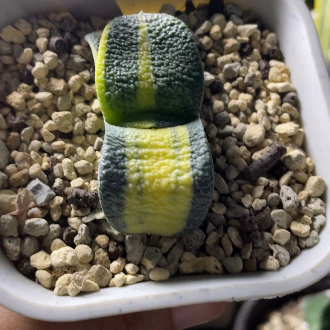 320号脱土发货111