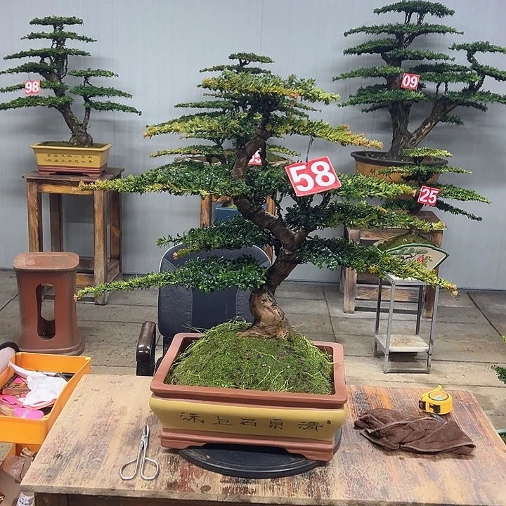 无花朵红芽这珍珠罗汉松