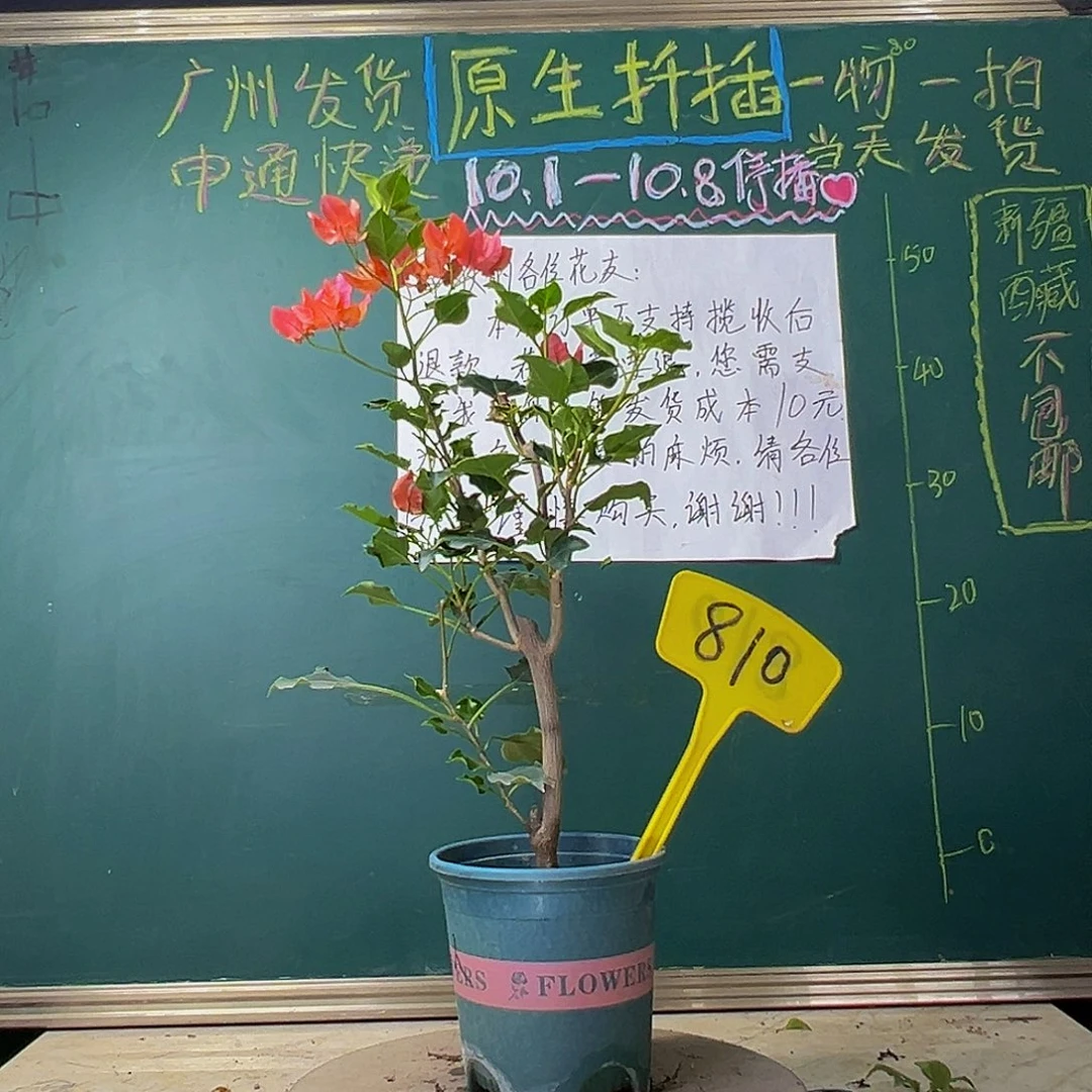 当前无花栽培后可以开花福利 橙美人  810