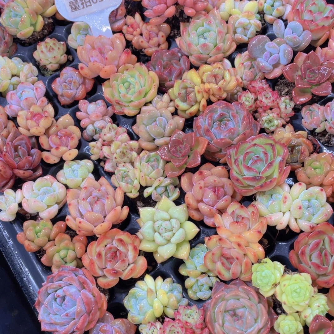 量拍63号 小可爱精品美肉20颗