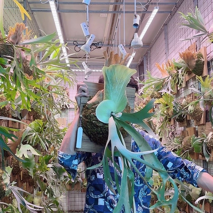 无花朵diuble A。 a37。