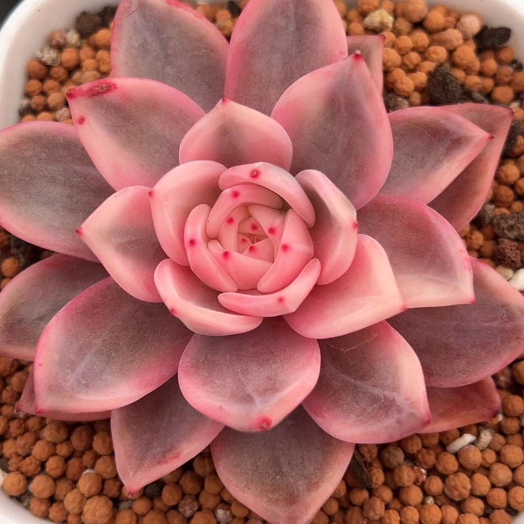 酒红香槟锦多肉植物