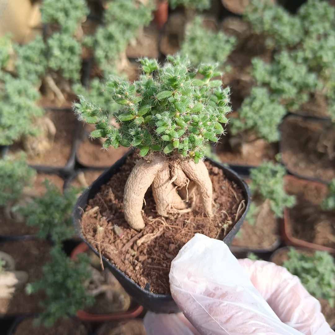 姬红小松 开花多肉植物组合小盆栽 块根老桩盆景室内装饰群生绿植