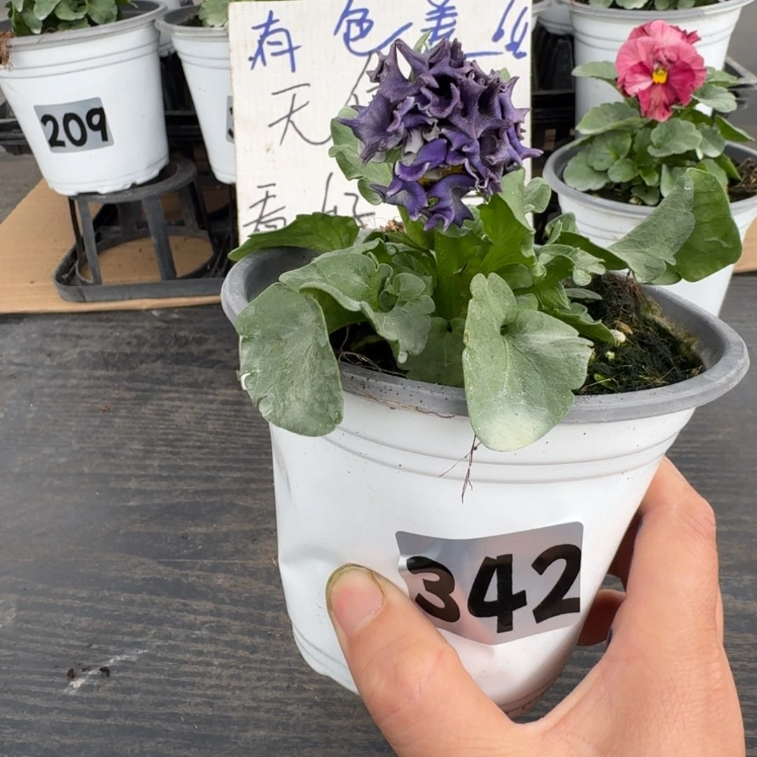 全部花朵342号德古拉