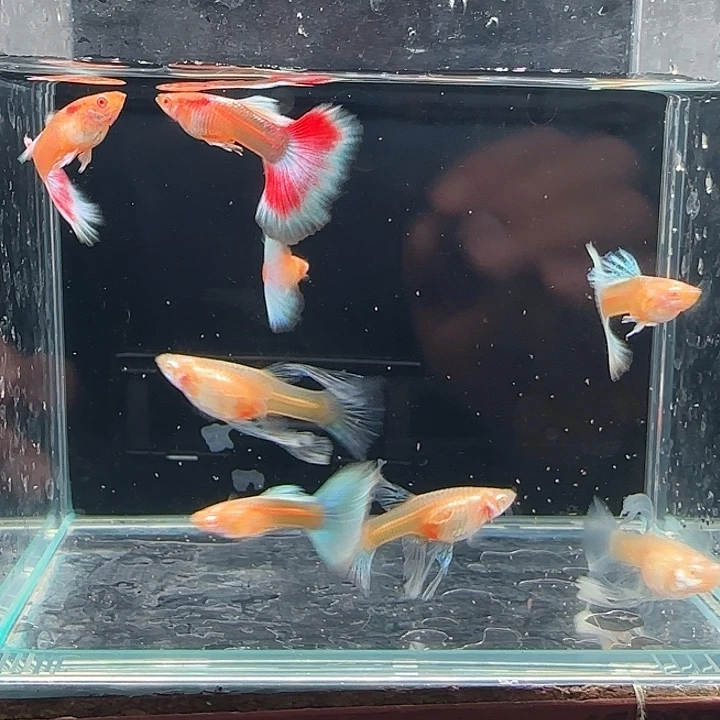 孔雀鱼蓝白绣球3对 松2红