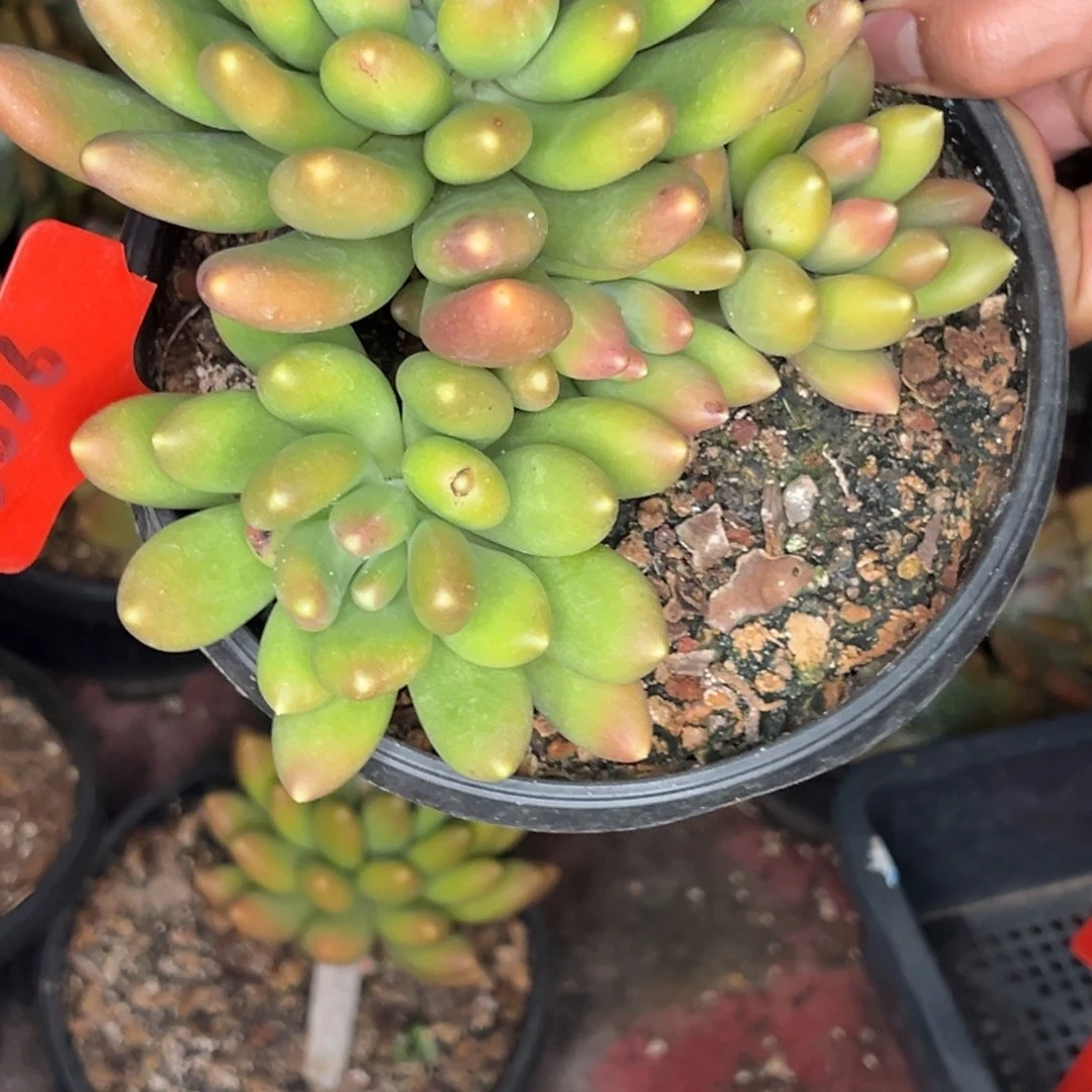 刘*3016号晚上多肉植物群生