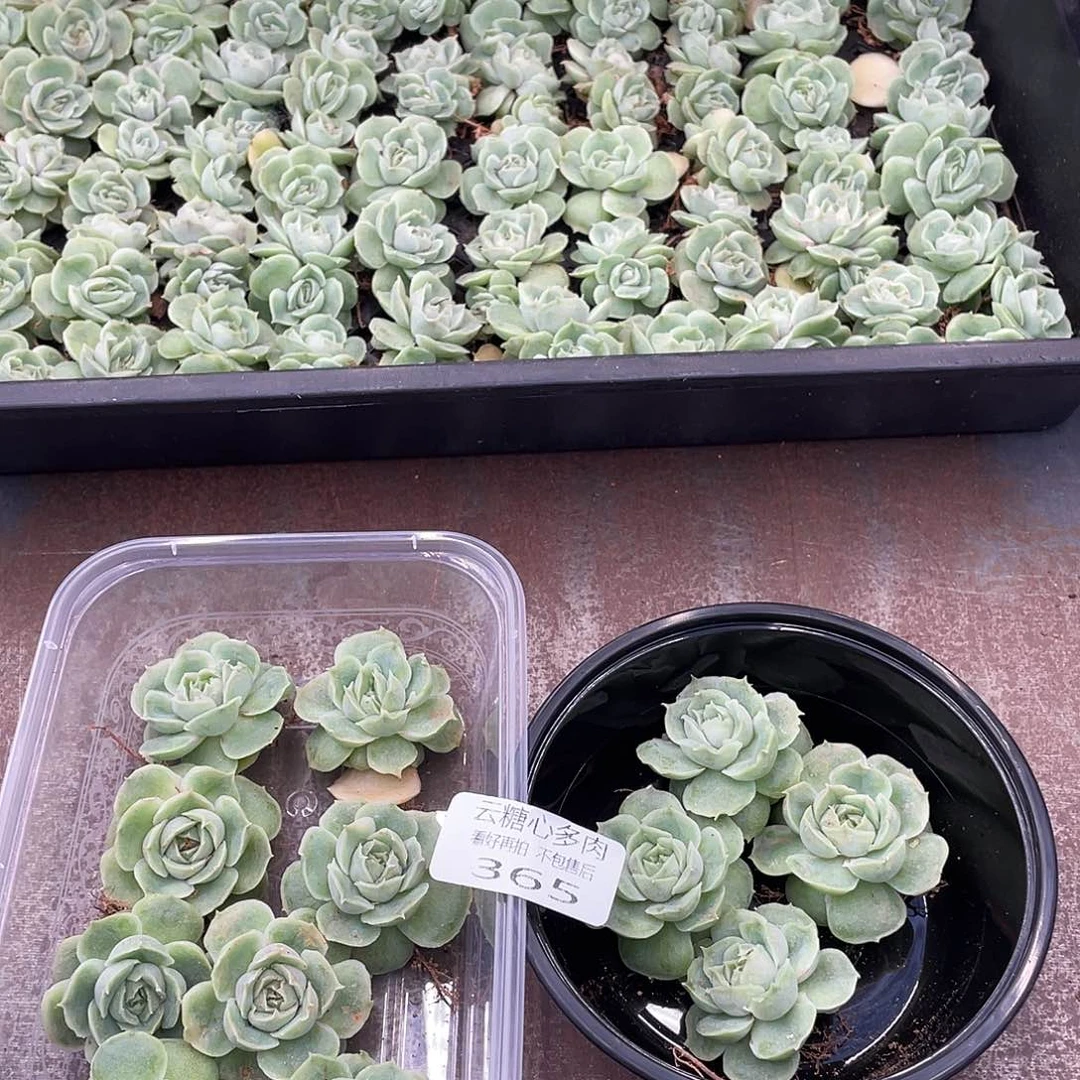 呦***福云糖心多肉植物365