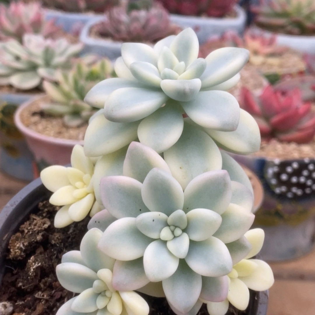 724蛋糕锦锦锦锦锦锦