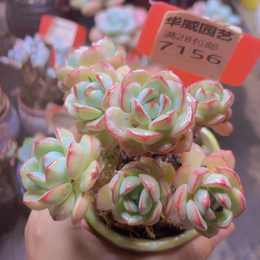 7156（28包邮白恋香草）